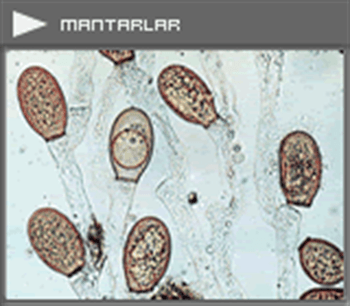 پوسیدگی فوزاریومی